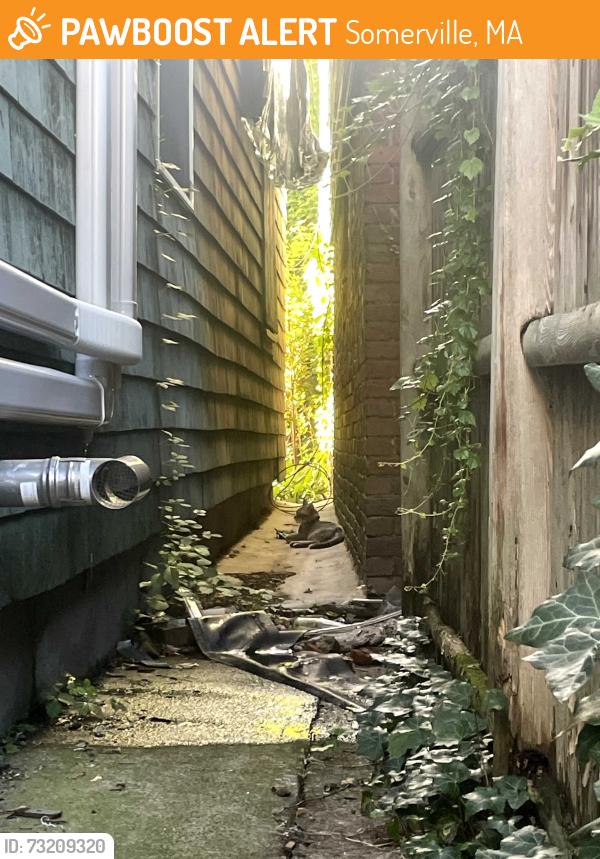 Found/Stray Unknown Cat last seen Bow Street Place, roaming the backyards, Somerville, MA 02143