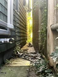Found/Stray Unknown Cat last seen Bow Street Place, roaming the backyards, Somerville, MA 02143