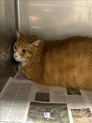 Shelter Stray Male Cat last seen , West Valley Animal Shelter, 20655 Plummer St, Chatsworth, CA 91311, USA