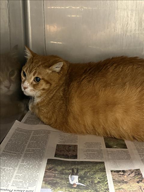 Shelter Stray Male Cat last seen , West Valley Animal Shelter, 20655 Plummer St, Chatsworth, CA 91311, USA