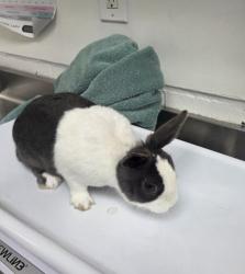Shelter Stray Female Rabbit last seen Near Harrison, Oakland, CA, 1101 29th Ave, Oakland, CA 94601, USA