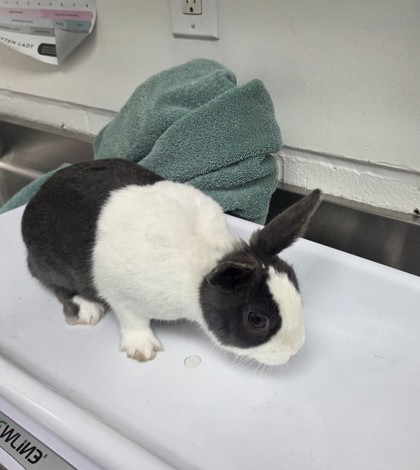 Shelter Stray Female Rabbit last seen Near Harrison, Oakland, CA, 1101 29th Ave, Oakland, CA 94601, USA