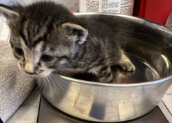 Shelter Stray Male Cat last seen Baseline Rd / Country Club Dr, Roseville City, CA, 200 Tahoe Ave, Roseville, CA 95678, USA