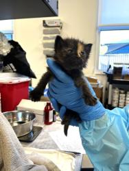 Shelter Stray Female Cat last seen Baseline Rd / Country Club Dr, Roseville City, CA, 200 Tahoe Ave, Roseville, CA 95678, USA