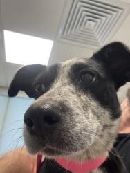 Shelter Stray Female Dog last seen W Bowles Ave & S Ormus Ave, Raisin City Zone Fresno CO 1A 93652, CA, 1510 W Dan Ronquillo Dr, Fresno, CA 93706, USA