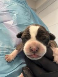 Shelter Stray Female Dog last seen W Bowles Ave & S Ormus Ave, Raisin City Zone Fresno CO 1A 93652, CA, 1510 W Dan Ronquillo Dr, Fresno, CA 93706, USA