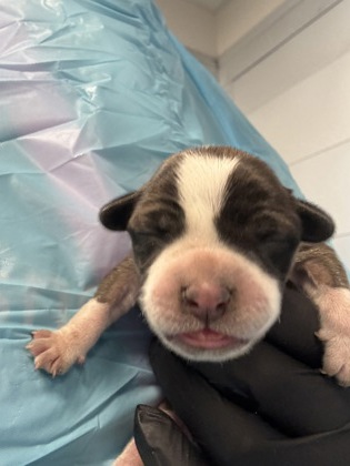 Shelter Stray Female Dog last seen W Bowles Ave & S Ormus Ave, Raisin City Zone Fresno CO 1A 93652, CA, 1510 W Dan Ronquillo Dr, Fresno, CA 93706, USA