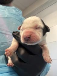Shelter Stray Female Dog last seen W Bowles Ave & S Ormus Ave, Raisin City Zone Fresno CO 1A 93652, CA, 1510 W Dan Ronquillo Dr, Fresno, CA 93706, USA