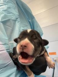 Shelter Stray Male Dog last seen W Bowles Ave & S Ormus Ave, Raisin City Zone Fresno CO 1A 93652, CA, 1510 W Dan Ronquillo Dr, Fresno, CA 93706, USA