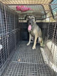 Shelter Stray Male Dog last seen S 10th St & Kaviland Ave, Fresno/Calwa Zone Fresno CO 3 93725, CA, 1510 W Dan Ronquillo Dr, Fresno, CA 93706, USA