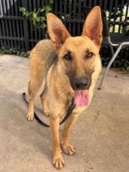 Shelter Stray Female Dog last seen Near Bella Capri Ln, Knox County GP, TN, 3201 Division St, Knoxville, TN 37919, USA