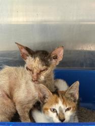 Shelter Stray Unknown Cat last seen Near Blk of Traction, District 3 - East Cleburne,, 2375 Service Dr, Cleburne, TX 76033, USA
