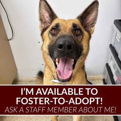 Shelter Stray Female Dog last seen Rabbit Lane/E OSR, Brazos County, TX, 5359 Leonard Rd, Bryan, TX 77807, USA