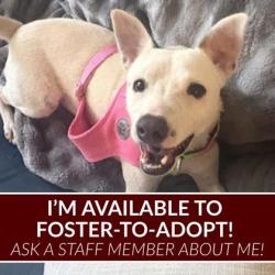 Shelter Stray Female Dog last seen High Country Dr & FM 2223, Brazos County, TX, 5359 Leonard Rd, Bryan, TX 77807, USA