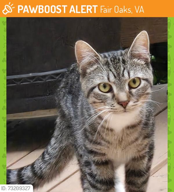 Found/Stray Unknown Cat last seen Rosemeade Drive, Fair Oaks, VA 22033