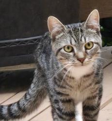 Found/Stray Unknown Cat last seen Rosemeade Drive, Fair Oaks, VA 22033