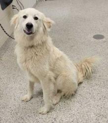 Shelter Stray Female Dog last seen Chestnut Ave & E 37th St, 64128, 64128, MO, 7077 Elmwood Ave, Kansas City, MO 64132, USA