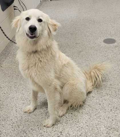 Shelter Stray Female Dog last seen Chestnut Ave & E 37th St, 64128, 64128, MO, 7077 Elmwood Ave, Kansas City, MO 64132, USA