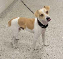 Shelter Stray Male Dog last seen Near N Stoddard Ave, Kansas City, MO 64153, 64153, MO, 7077 Elmwood Ave, Kansas City, MO 64132, USA
