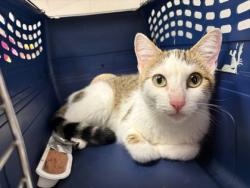 Shelter Stray Female Cat last seen N Brighton Ave & NE Parvin Rd, 64117, 64117, MO, 7077 Elmwood Ave, Kansas City, MO 64132, USA