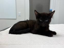 Shelter Stray Male Cat last seen NE Parvin Rd & Worlds of Fun Dr, 64161, 64161, MO, 7077 Elmwood Ave, Kansas City, MO 64132, USA