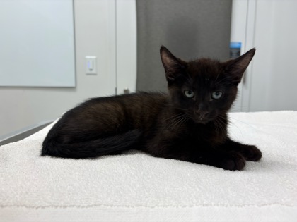 Shelter Stray Male Cat last seen NE Parvin Rd & Worlds of Fun Dr, 64161, 64161, MO, 7077 Elmwood Ave, Kansas City, MO 64132, USA