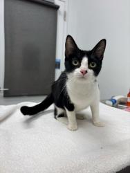 Shelter Stray Female Cat last seen E 60th and Park Ave, 64130, MO, 7077 Elmwood Ave, Kansas City, MO 64132, USA