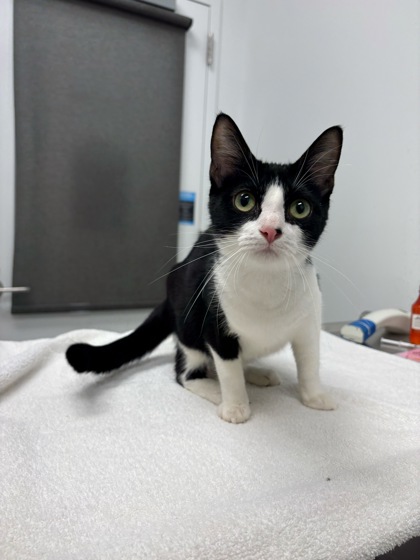 Shelter Stray Female Cat last seen E 60th and Park Ave, 64130, MO, 7077 Elmwood Ave, Kansas City, MO 64132, USA