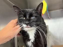 Shelter Stray Female Cat last seen 86th Central Park West (Norman's Landscape), NEW YORK, NY, 10024, 326 E 110th St, New York, NY 10029, USA