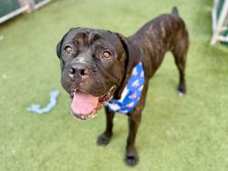 Shelter Stray Male Dog last seen Near Dean Street, BROOKLYN, NY, 11233, 326 E 110th St, New York, NY 10029, USA