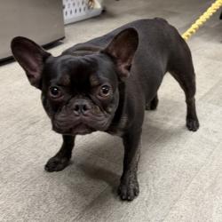 Shelter Stray Male Dog last seen Dwight Street, San Diego, CA, 92105, 5500 Gaines St, San Diego, CA 92110, USA