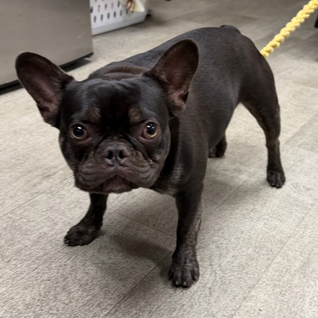 Shelter Stray Male Dog last seen Dwight Street, San Diego, CA, 92105, 5500 Gaines St, San Diego, CA 92110, USA