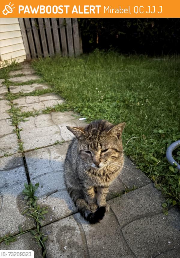 Found/Stray Male Cat last seen Ice cream shop, Mirabel, QC J7J 1J9