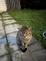 Found/Stray Male Cat last seen Ice cream shop, Mirabel, QC J7J 1J9