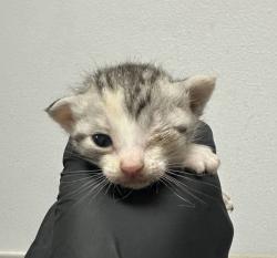 Shelter Stray Female Cat last seen Near Tarbox Street, San Diego, CA, 92114, 5500 Gaines St, San Diego, CA 92110, USA