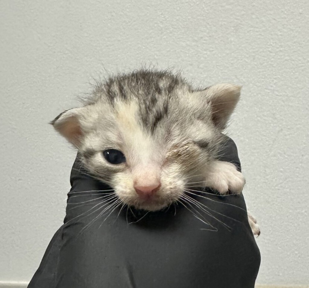 Shelter Stray Female Cat last seen Near Tarbox Street, San Diego, CA, 92114, 5500 Gaines St, San Diego, CA 92110, USA