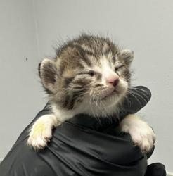 Shelter Stray Male Cat last seen Near Tarbox Street, San Diego, CA, 92114, 5500 Gaines St, San Diego, CA 92110, USA