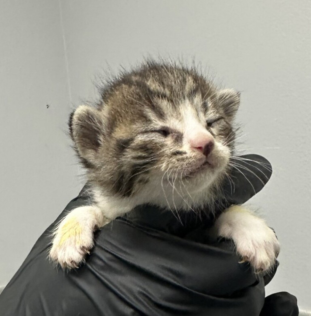 Shelter Stray Male Cat last seen Near Tarbox Street, San Diego, CA, 92114, 5500 Gaines St, San Diego, CA 92110, USA