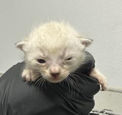 Shelter Stray Female Cat last seen Near Tarbox Street, San Diego, CA, 92114, 5500 Gaines St, San Diego, CA 92110, USA