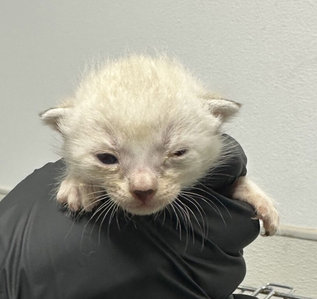 Shelter Stray Female Cat last seen Near Tarbox Street, San Diego, CA, 92114, 5500 Gaines St, San Diego, CA 92110, USA