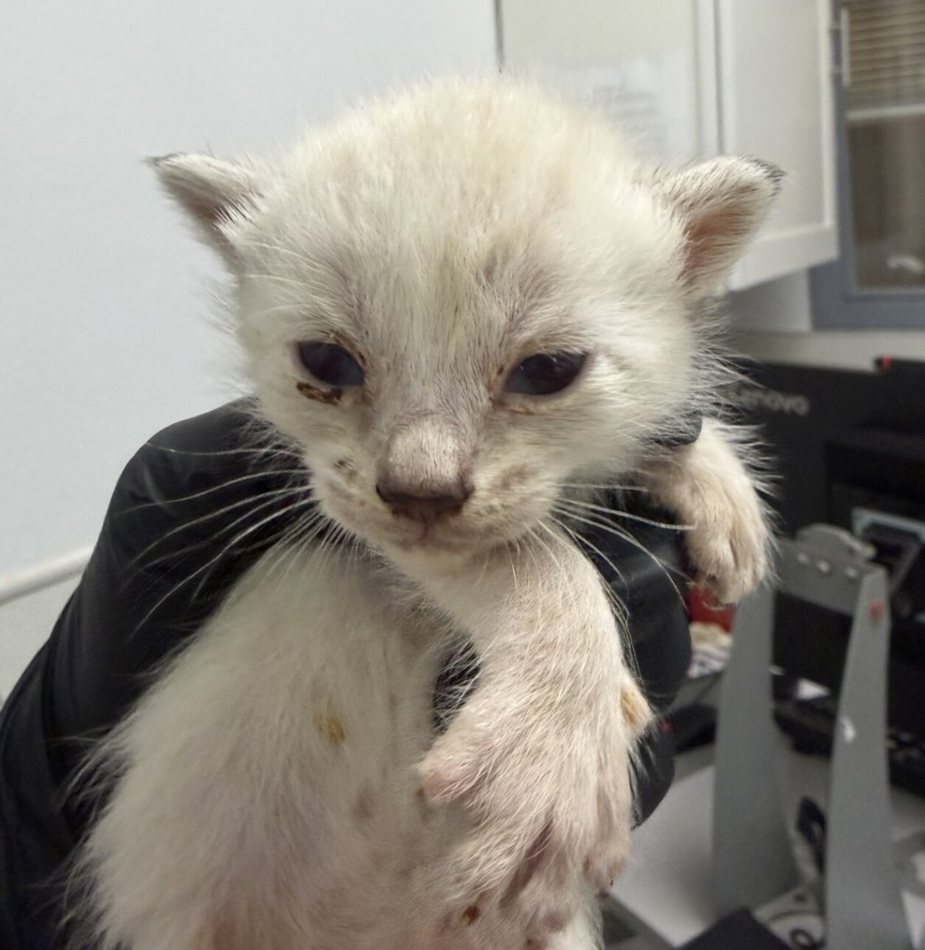 Shelter Stray Female Cat last seen Near Tarbox Street, San Diego, CA, 92114, 5500 Gaines St, San Diego, CA 92110, USA