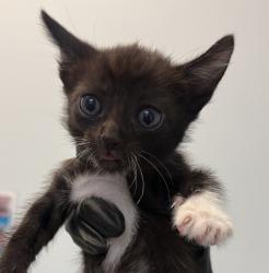 Shelter Stray Female Cat last seen Near Billow St., San Diego, CA, 92114, 5500 Gaines St, San Diego, CA 92110, USA