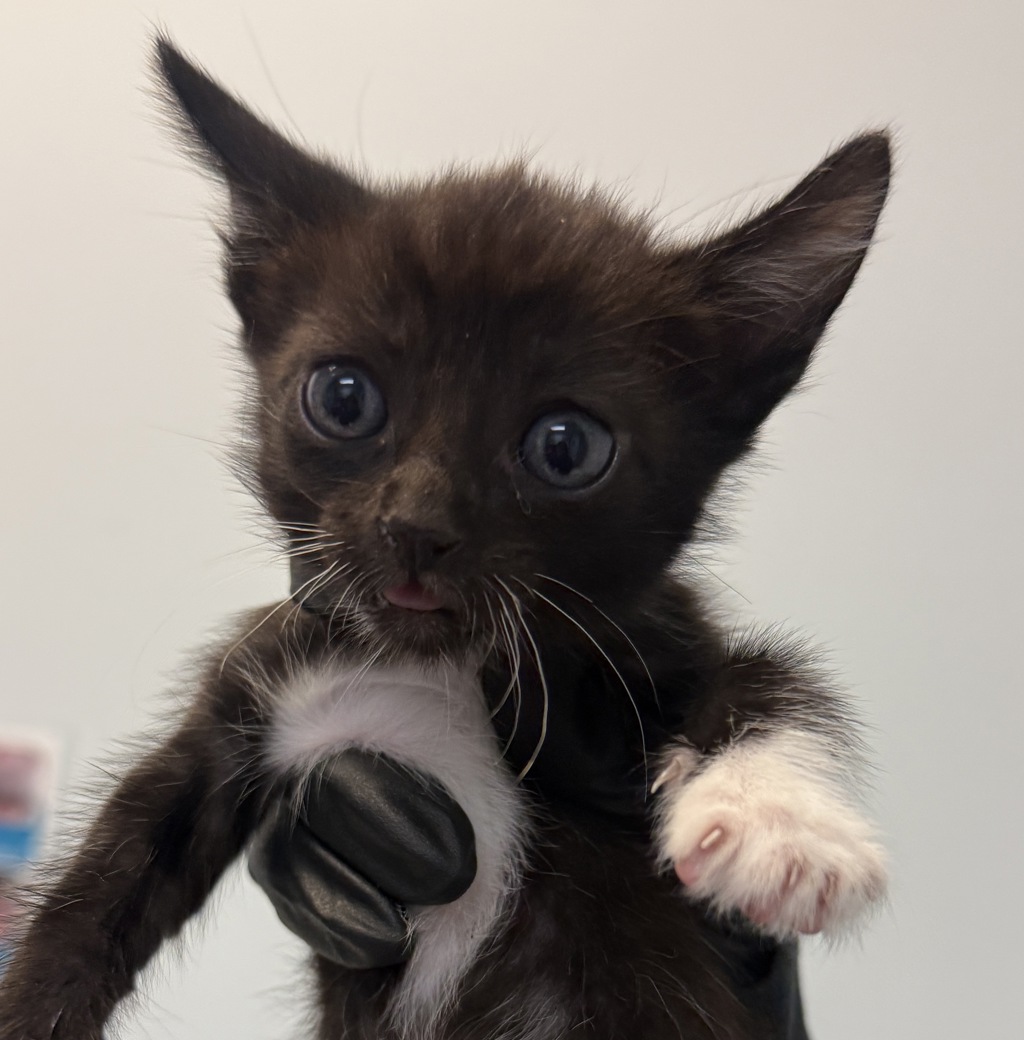 Shelter Stray Female Cat last seen Near Billow St., San Diego, CA, 92114, 5500 Gaines St, San Diego, CA 92110, USA