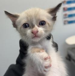 Shelter Stray Male Cat last seen Near Billow St., San Diego, CA, 92114, 5500 Gaines St, San Diego, CA 92110, USA