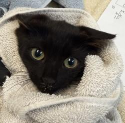 Shelter Stray Female Cat last seen Near Peter Pan Avenue, San Diego, CA, 92114, 5500 Gaines St, San Diego, CA 92110, USA