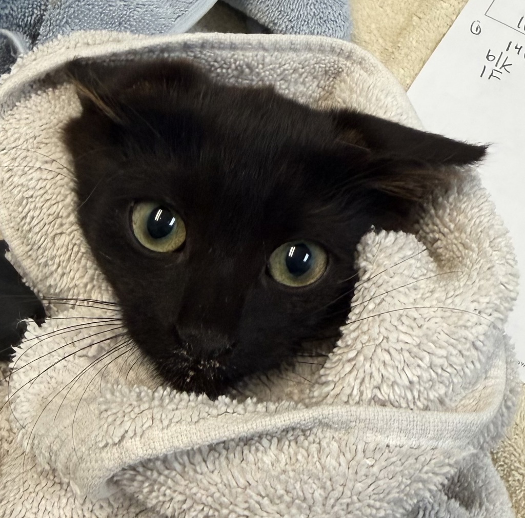 Shelter Stray Female Cat last seen Near Peter Pan Avenue, San Diego, CA, 92114, 5500 Gaines St, San Diego, CA 92110, USA