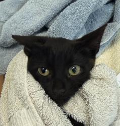 Shelter Stray Female Cat last seen Near Peter Pan Avenue, San Diego, CA, 92114, 5500 Gaines St, San Diego, CA 92110, USA