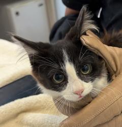 Shelter Stray Female Cat last seen Near Peter Pan Avenue, San Diego, CA, 92114, 5500 Gaines St, San Diego, CA 92110, USA