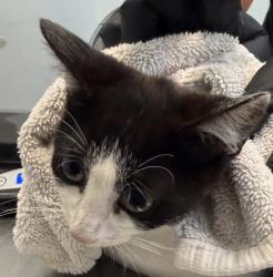 Shelter Stray Female Cat last seen Near Peter Pan Avenue, San Diego, CA, 92114, 5500 Gaines St, San Diego, CA 92110, USA