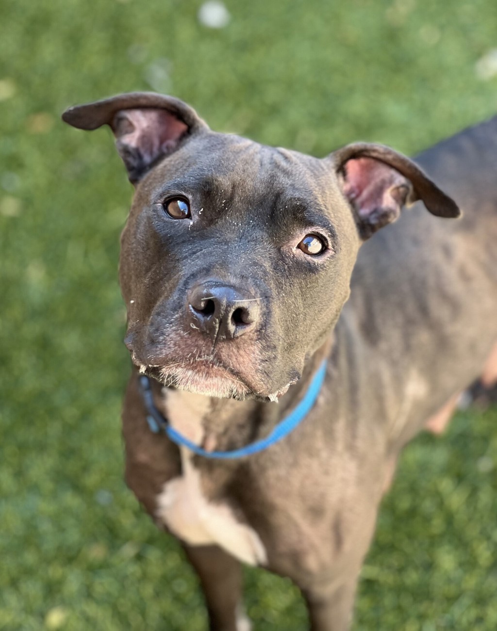 Shelter Stray Female Dog last seen Near Mariners Way, San Diego, CA, 92109, 5500 Gaines St, San Diego, CA 92110, USA